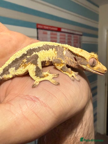 Gecko reptiles - Advert 6