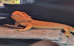 Bearded Dragon reptiles for sale: Red Bearded Dragon needs a new home - Image 7