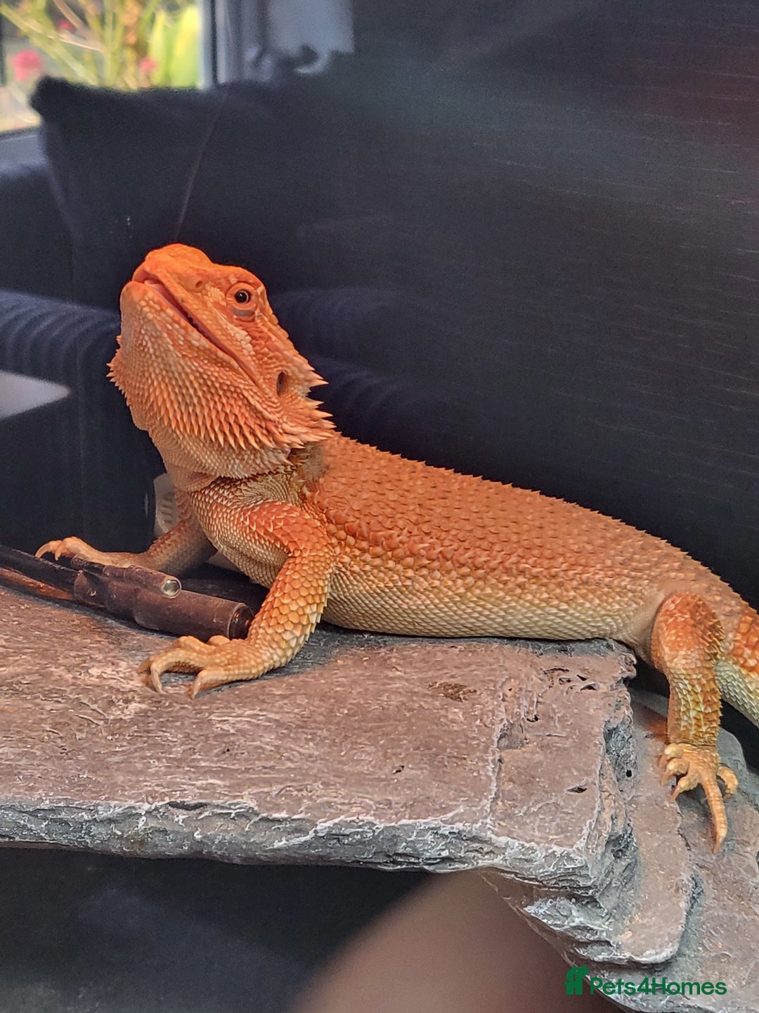 Bearded Dragon reptiles for sale: Red Bearded Dragon needs a new home - Image 7