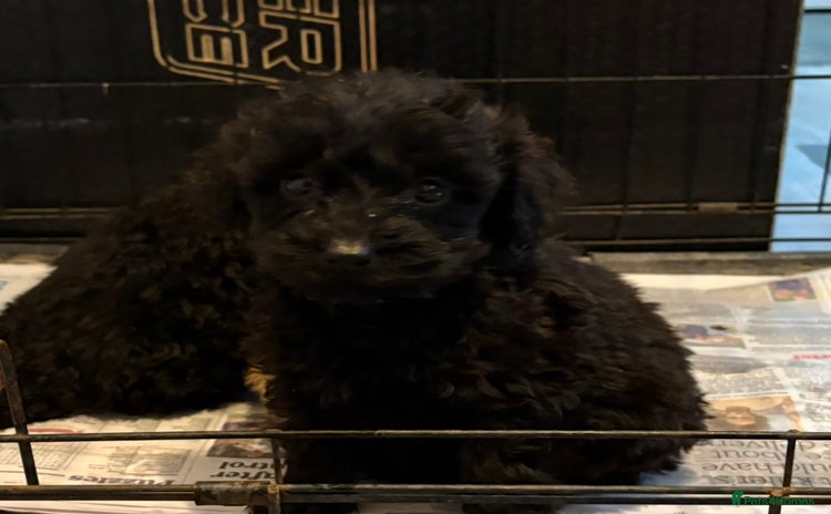 Cockapoo dogs - Advert 3