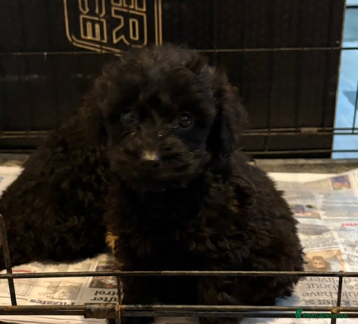 Cockapoo dogs - Advert 3