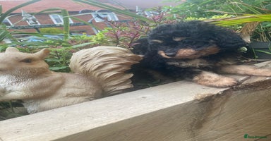 Cavapoo dogs - Advert 1