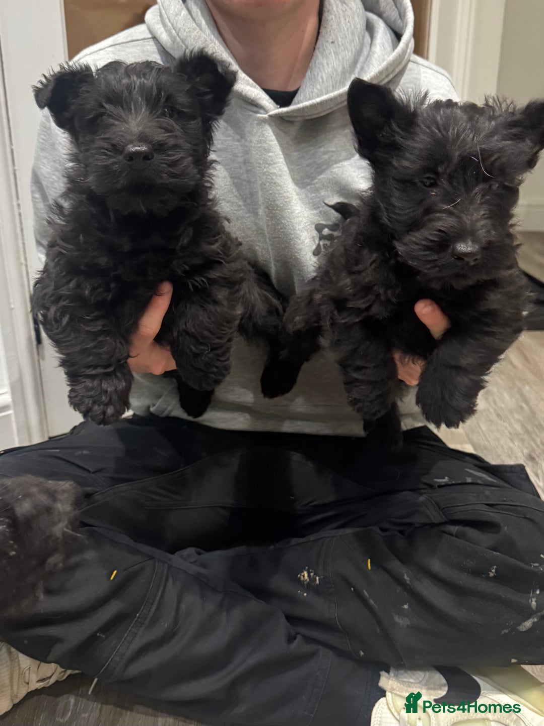 Scottish Terrier dogs for sale: Beautiful Scottish terrier puppies  - Advert 3