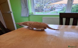 Mixed Breed cats for sale: 9 week old kittens available  - Image 16