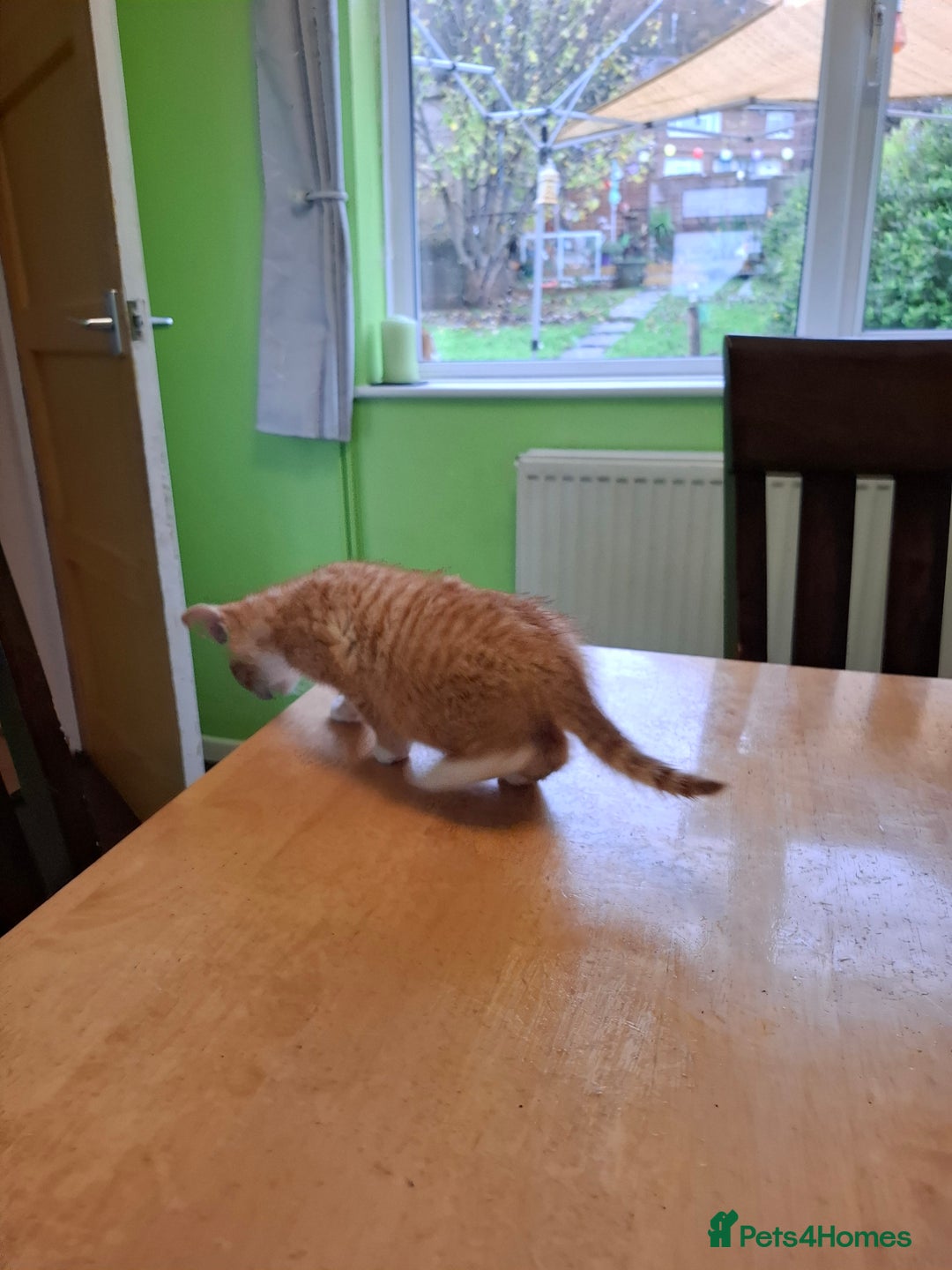 Mixed Breed cats for sale: 9 week old kittens available  - Image 16