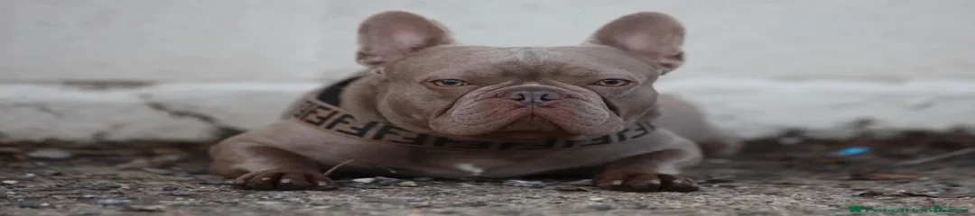 French Bulldog Puppy 1