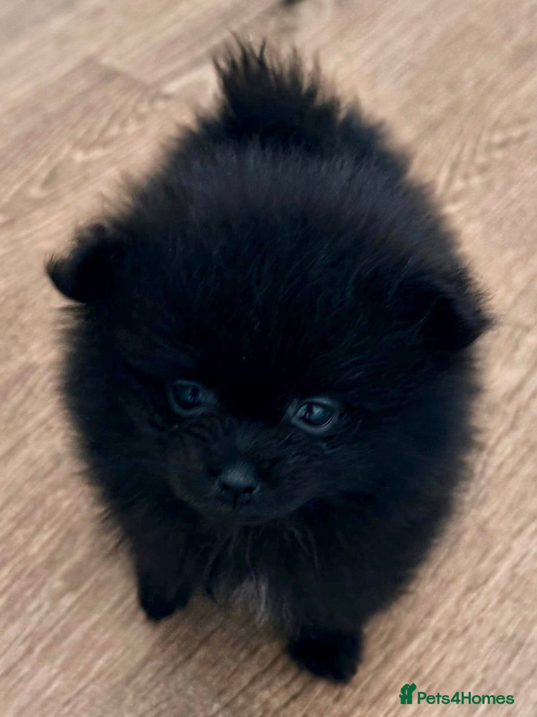 Pomeranian dogs for sale: Micro Pomeranian Puppies For Sale  - Image 6