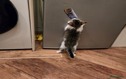 Mixed Breed cats for sale: 3 beautiful playful kittens ready for rehome - Image 4