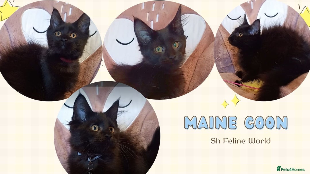 Maine Coon cats for sale: Adorable Maine Coon kittens in Manchester - Image 9