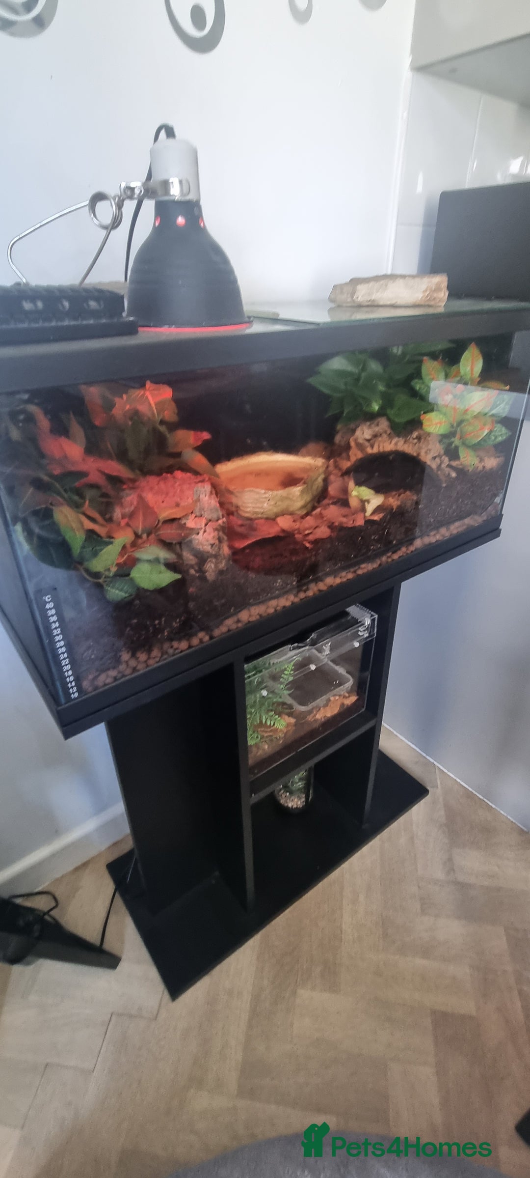 Frog reptiles for sale: Cane toad  - Image 1