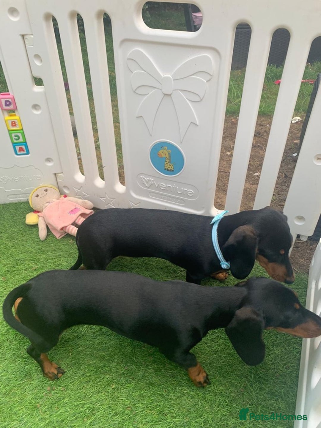 Miniature Dachshund dogs for sale: Black-and-Tan Mini Dachshunds—Homes Needed Urgent - Advert 7