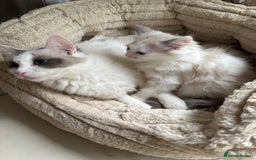 Ragdoll cats for sale: Ragdoll kittens  - Image 2