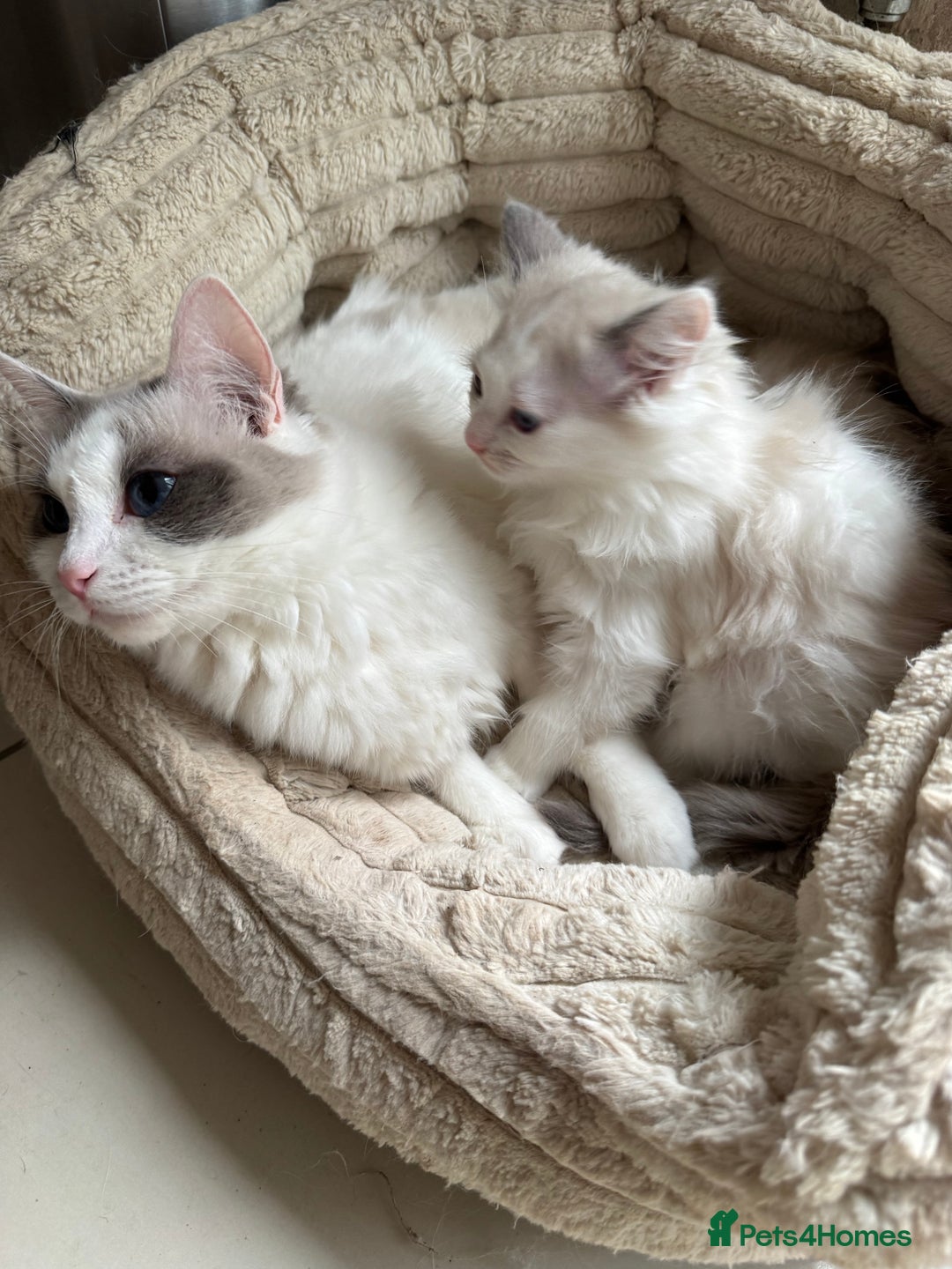 Ragdoll cats for sale: Ragdoll kittens  - Image 2
