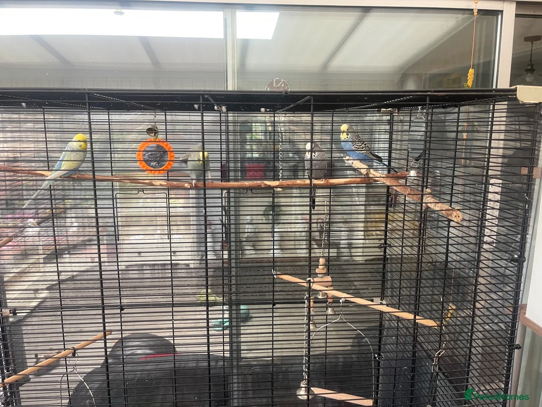 Budgerigars birds for sale: 4 budgirigards free to good home - Advert 2