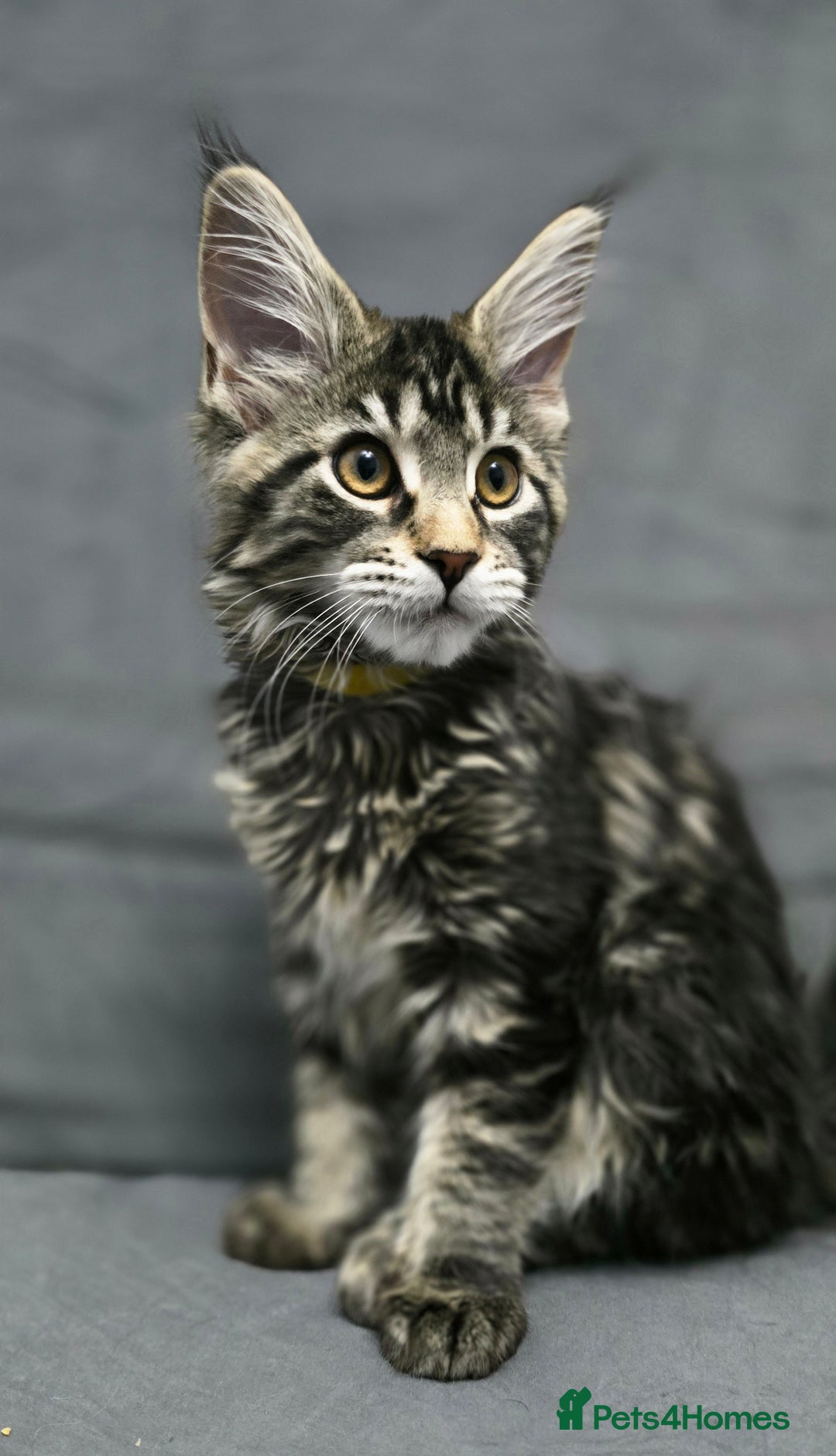 Maine Coon cats for sale: Gorgeous Maine Coon Kittens - Advert 5