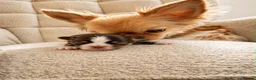 Chihuahua dogs for sale: Tiny Long Haired Chihuahua puppies  - Advert 8