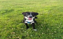 Mixed Breed dogs for adoption: Meet Sonny, currently residing in Fife - Image 5