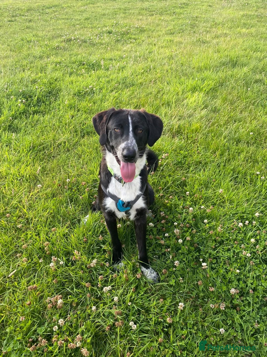 Mixed Breed dogs for adoption: Meet Sonny, currently residing in Fife - Image 5