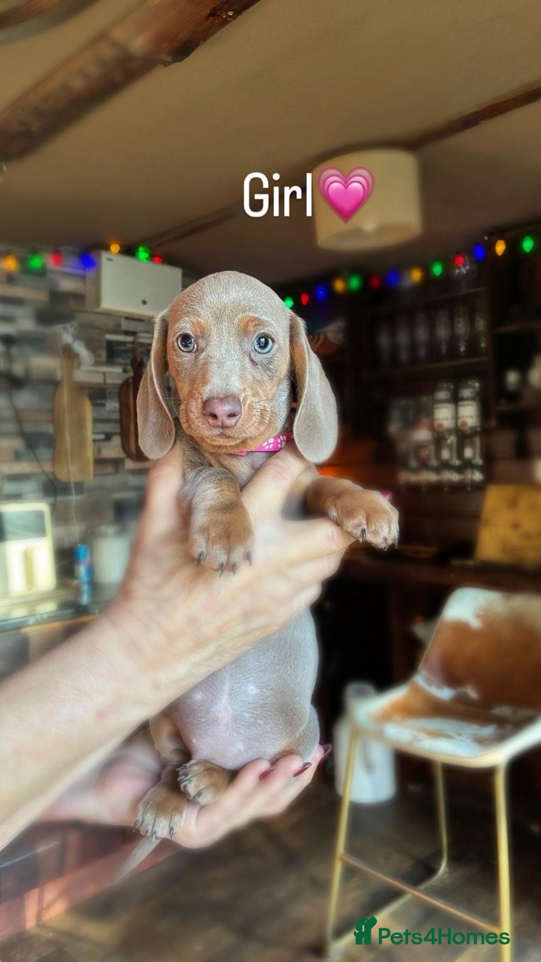 Dachshund dogs for sale: miniature datchund puppies - Advert 4