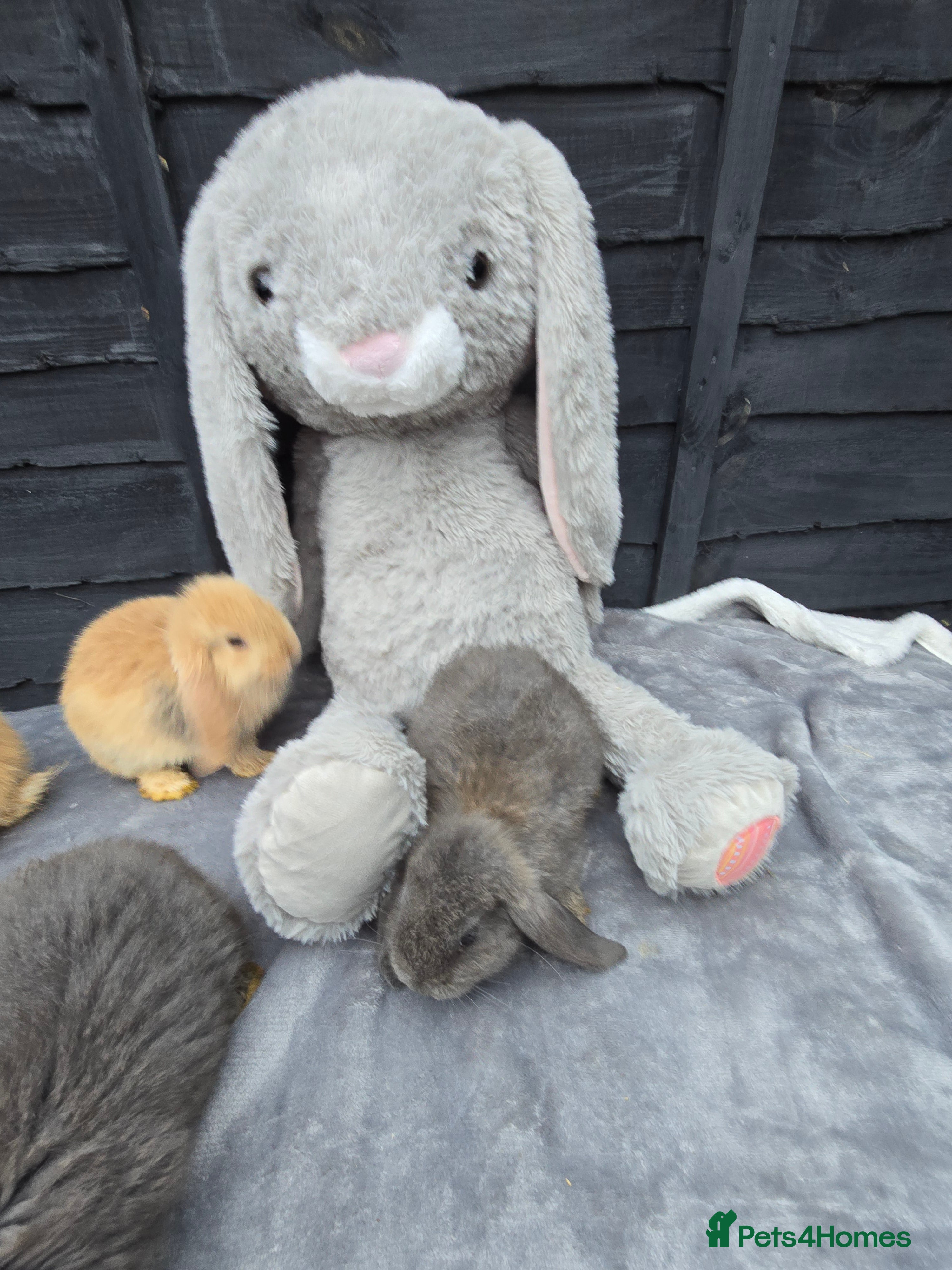 Continental Giant rabbits Giant french lops - Advert 1