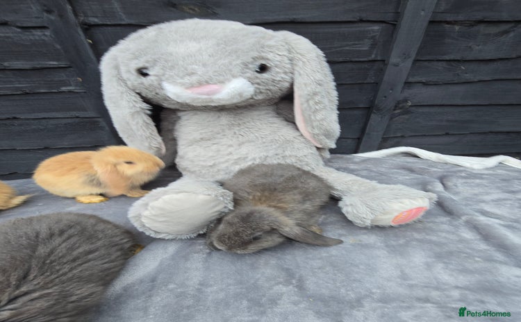 Continental Giant rabbits Giant french lops - Advert 7