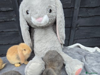 Continental Giant rabbits Giant french lops - Advert 4