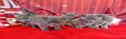 British Shorthair cats for sale: Amazing British Shorhair kittens for sale!!! - Advert 7