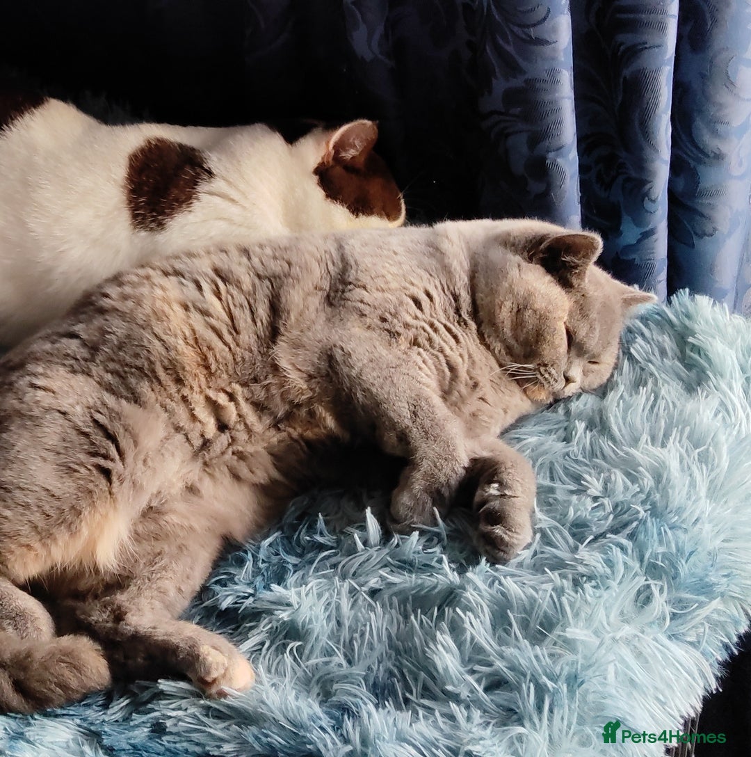 British Shorthair cats for sale: GCCF champions lines.Odd eyes boy and girl. - Advert 12