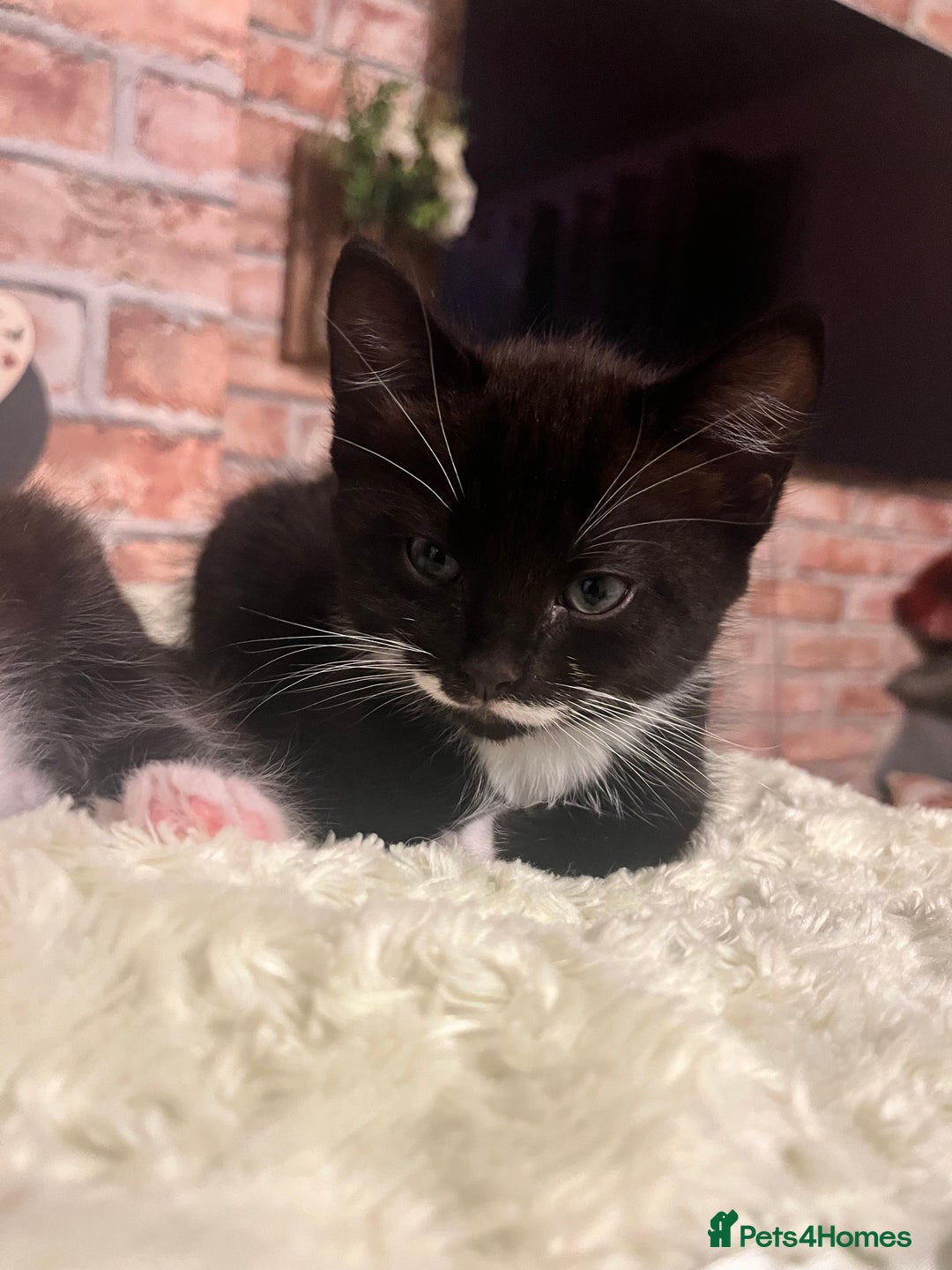 Mixed Breed cats for sale: Last male kitten left!  - Image 5