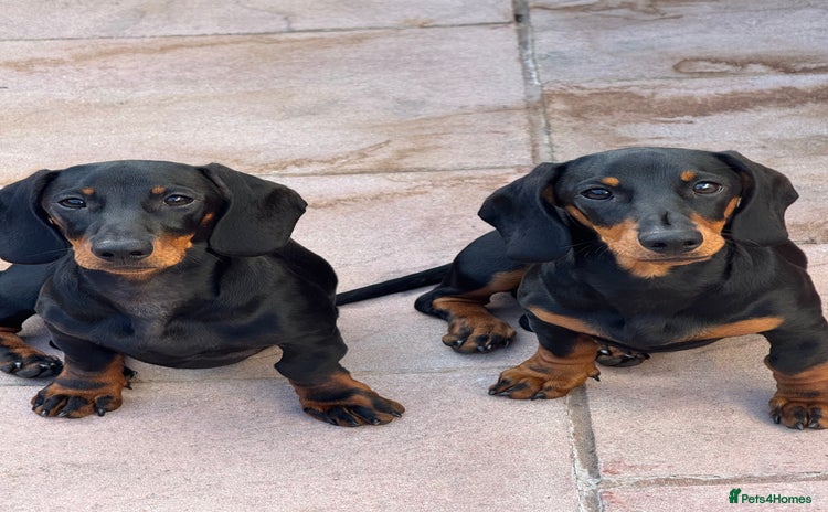 Dachshund dogs - Advert 2