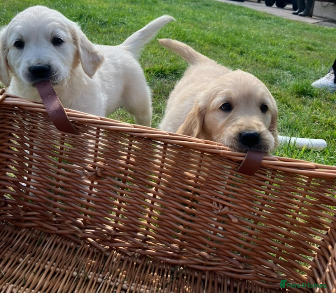 Golden Retriever dogs for sale: Beautiful litter of 7 GR puppies  - Image 8