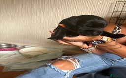 Labrador Retriever dogs for sale: Chunky Black Labrador puppies  - Image 7