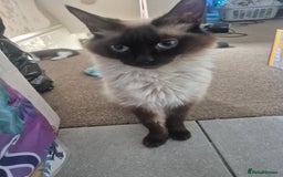 Ragdoll cats for sale: Half ragdoll kittens  - Image 4