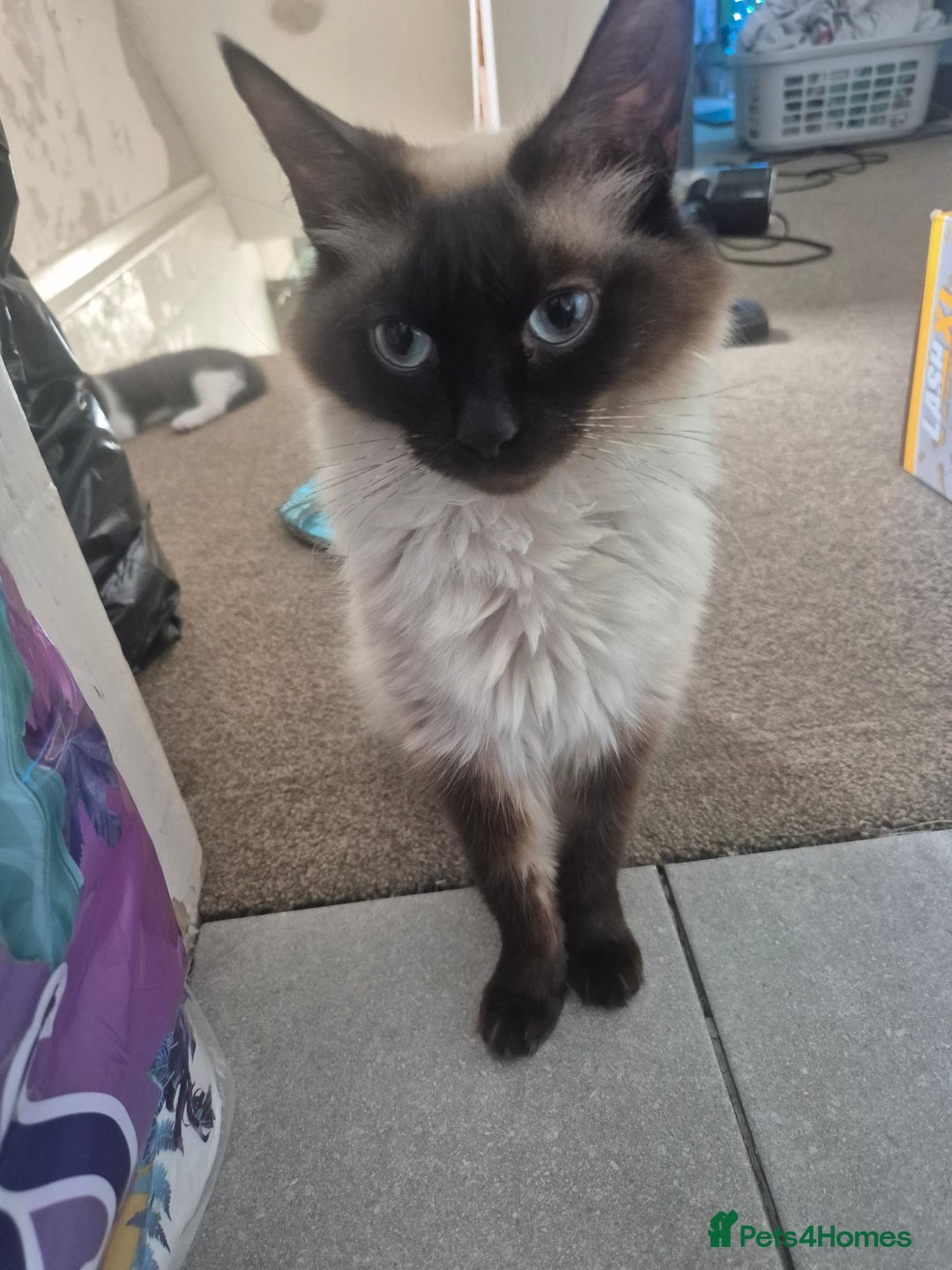 Ragdoll cats for sale: Half ragdoll kittens  - Image 4
