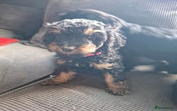 Cockapoo dogs for sale: 2 girls  - Image 1