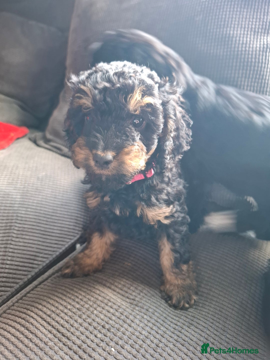 Cockapoo dogs for sale: 2 girls  - Image 1