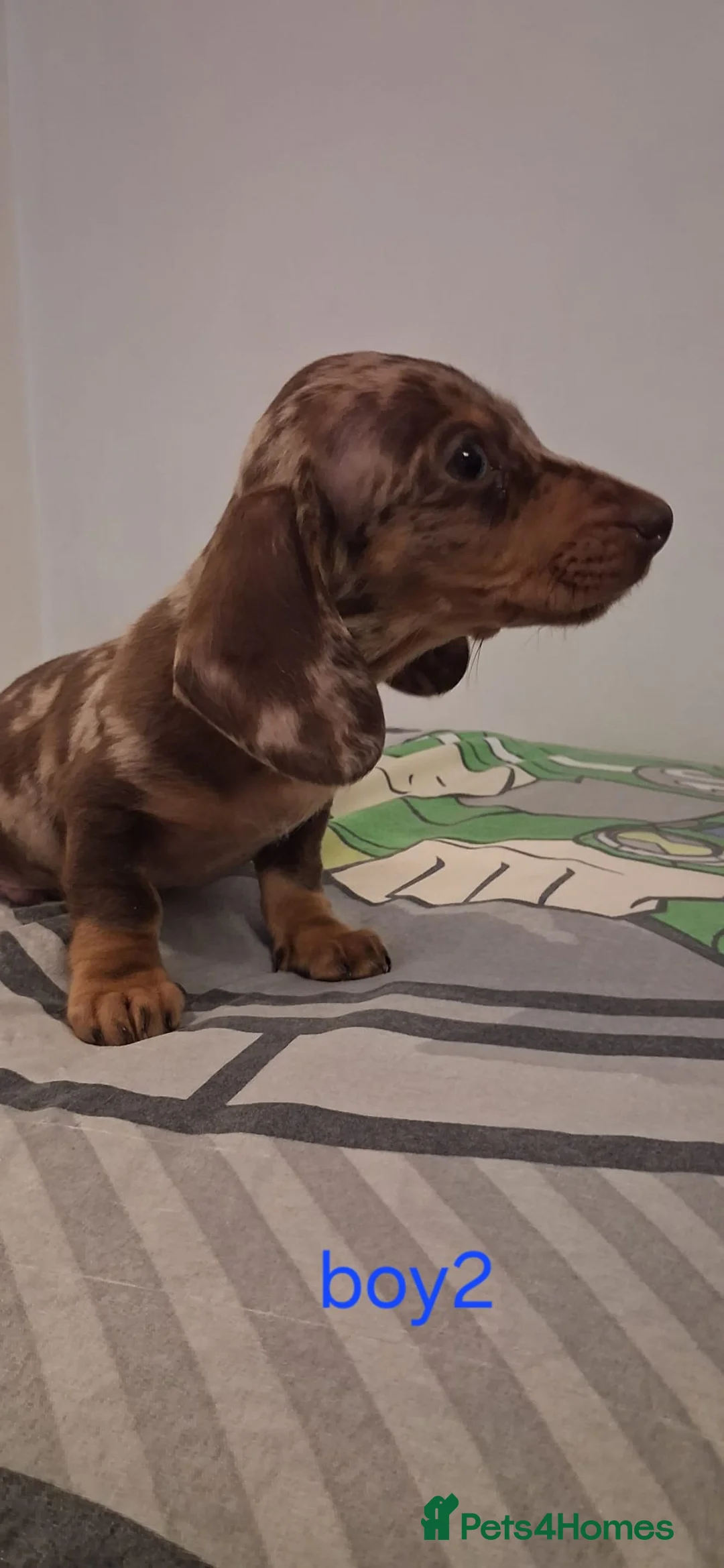 Dachshund dogs for sale: Beautiful miniature Dachshund babies  in Barnsley - Advert 6