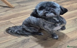 Lhasa Apso dogs for sale: Girl lahasa apso - Image 2