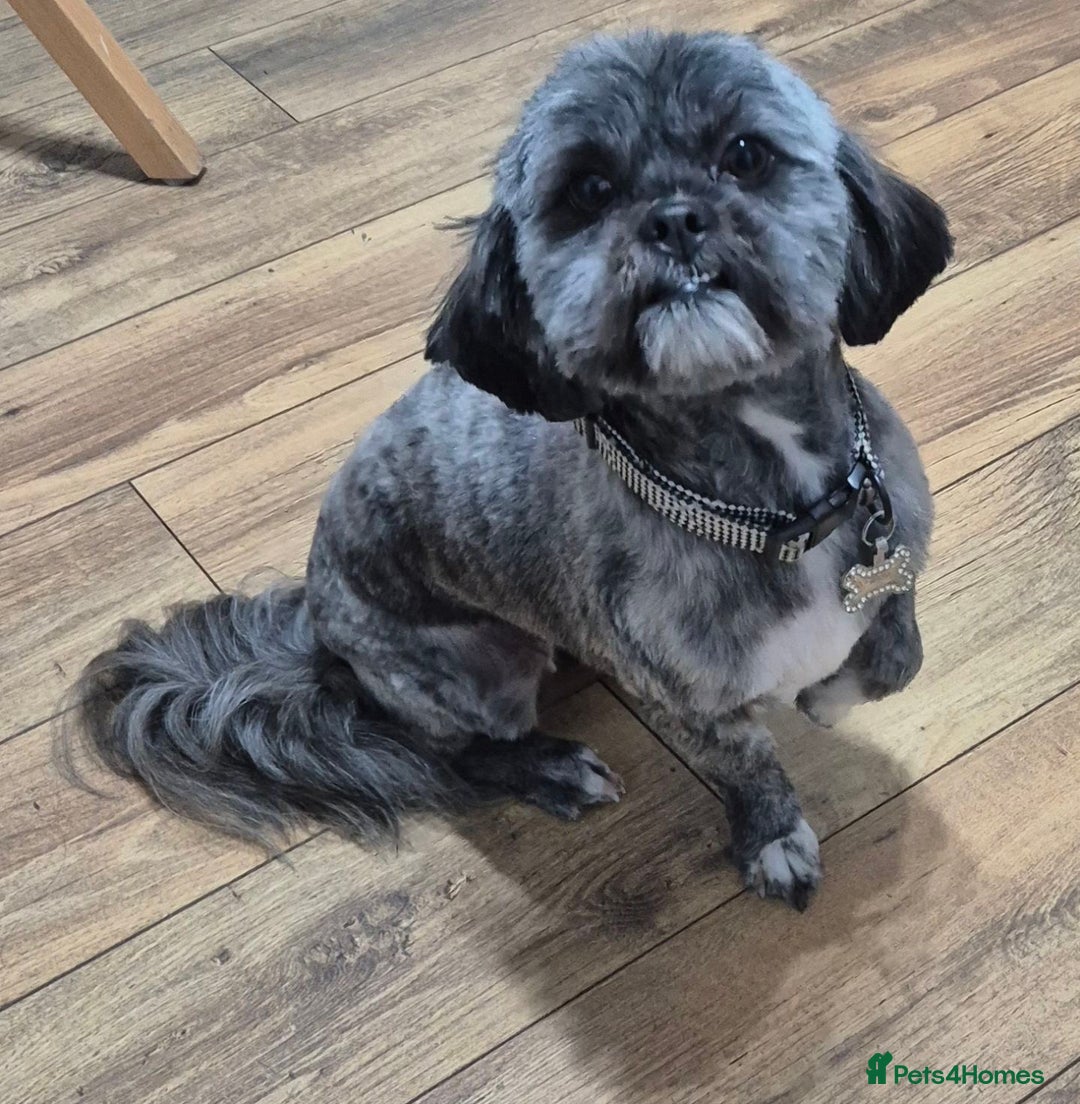 Lhasa Apso dogs for sale: Girl lahasa apso - Image 2