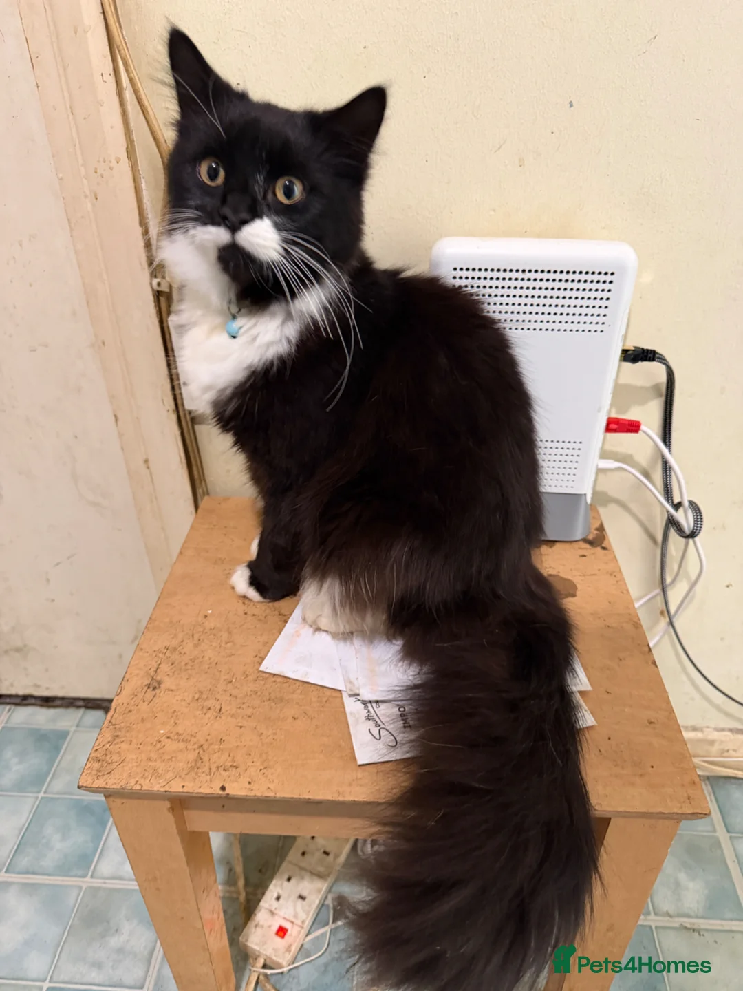 Mixed Breed cats for sale: Mixed breed mainecoone in London - Advert 2