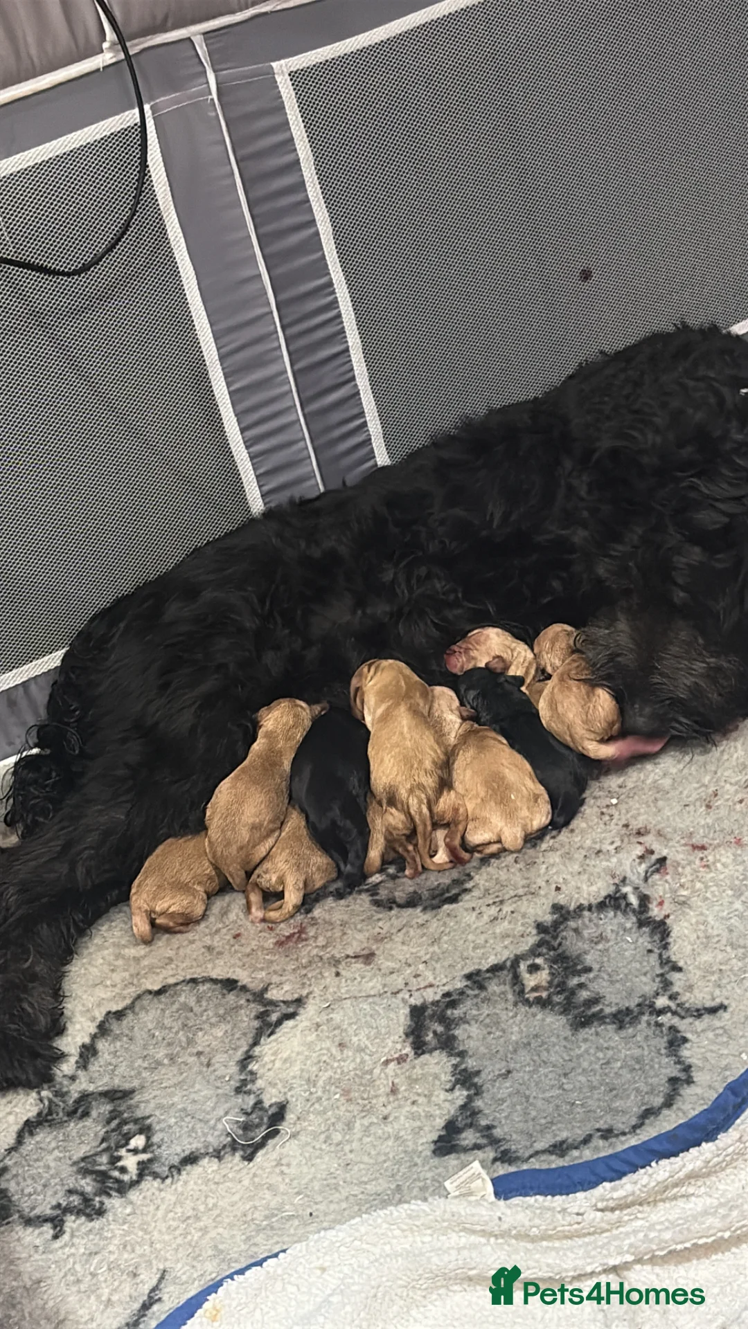 Mini Goldendoodle dogs for sale: Mini Goldendoodles from Therapy dog mom - Advert 2