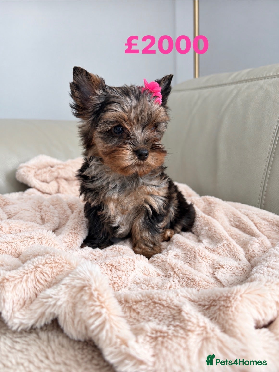 Yorkshire Terrier dogs Yorkshire terrier Merle 800g at 3 months   - Advert 11
