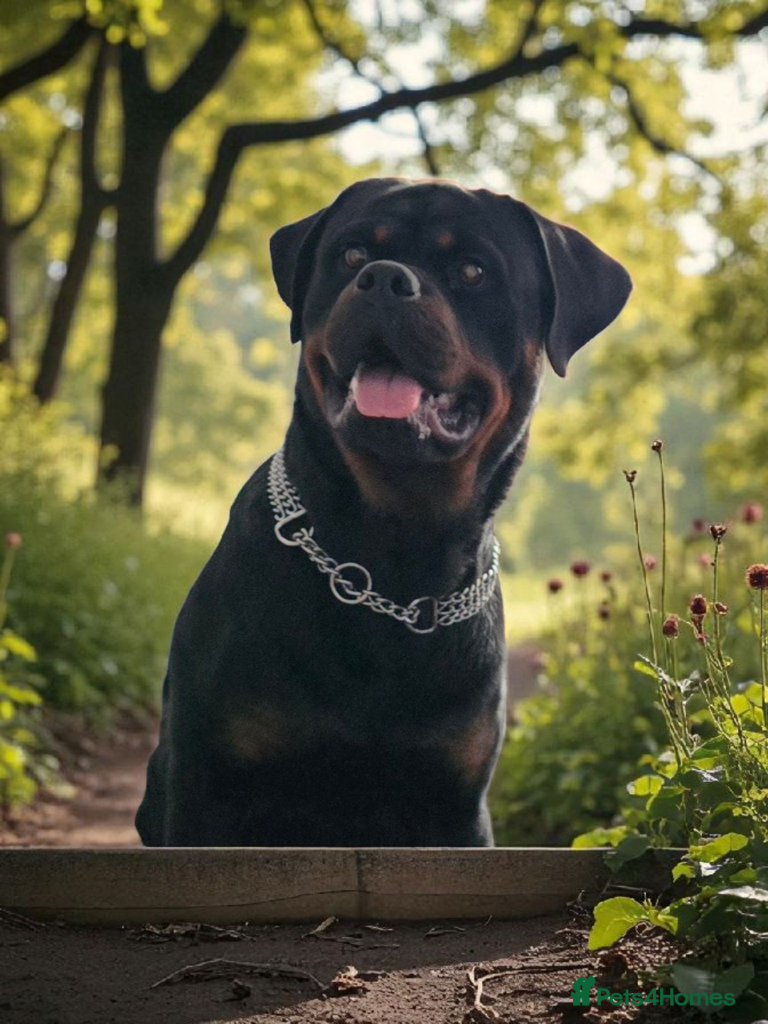 Rottweiler dogs for sale: 14mth old male rottweiler  - Advert 3