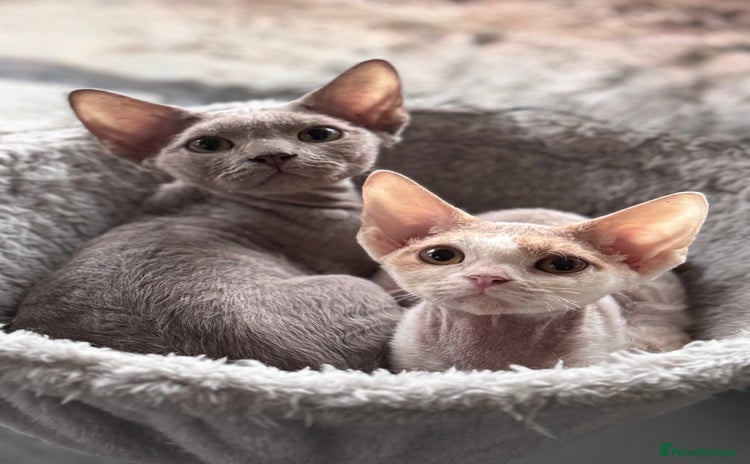 Devon Rex cats - Advert 1