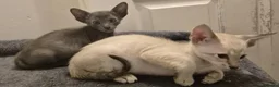 Oriental cats for sale: Stunning oriental and siamese boys  in Tilbury - Advert 7