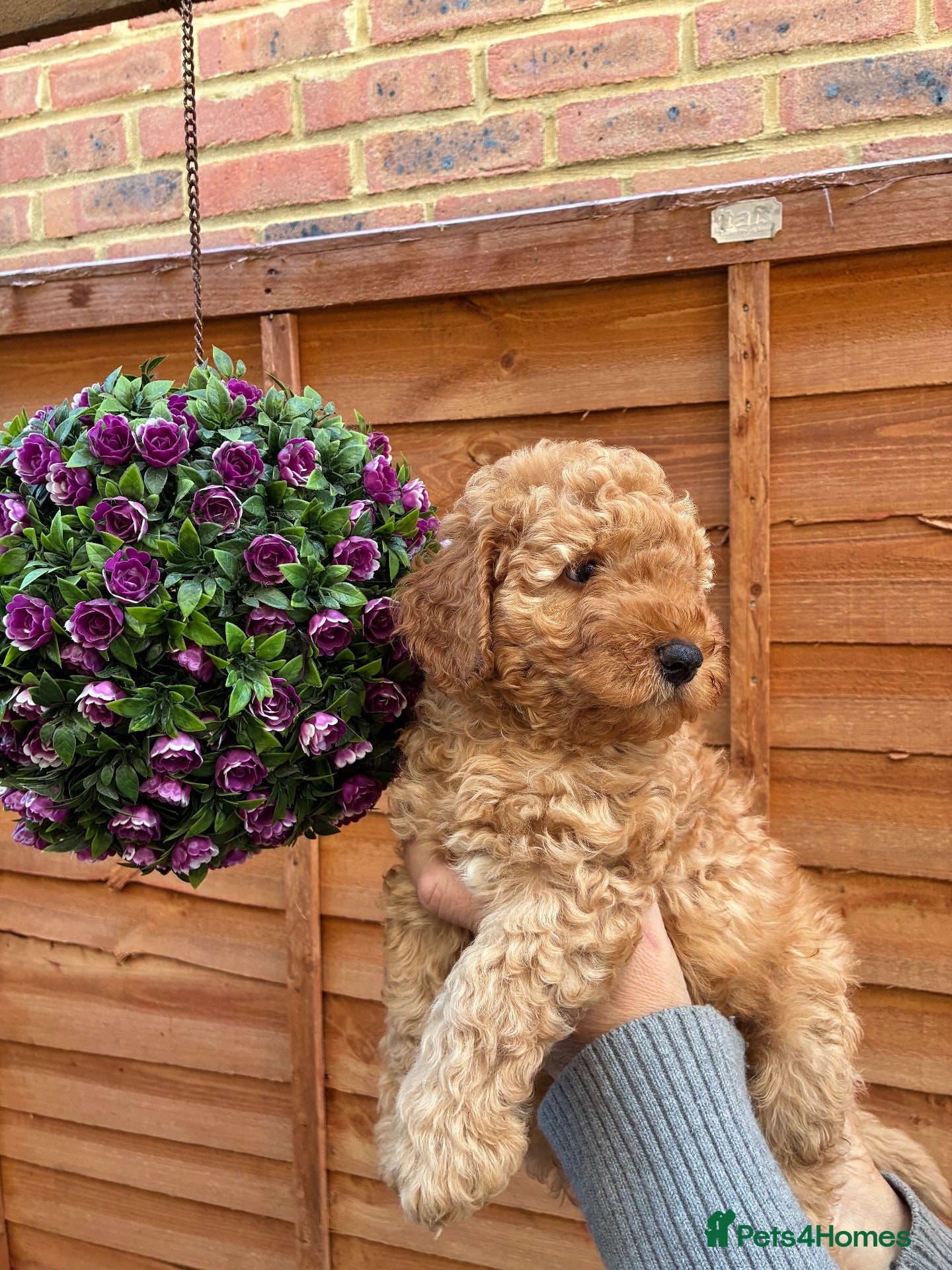 Mixed Breed dogs Beautiful F1B Patterpoo Pups for Sale - Advert 1
