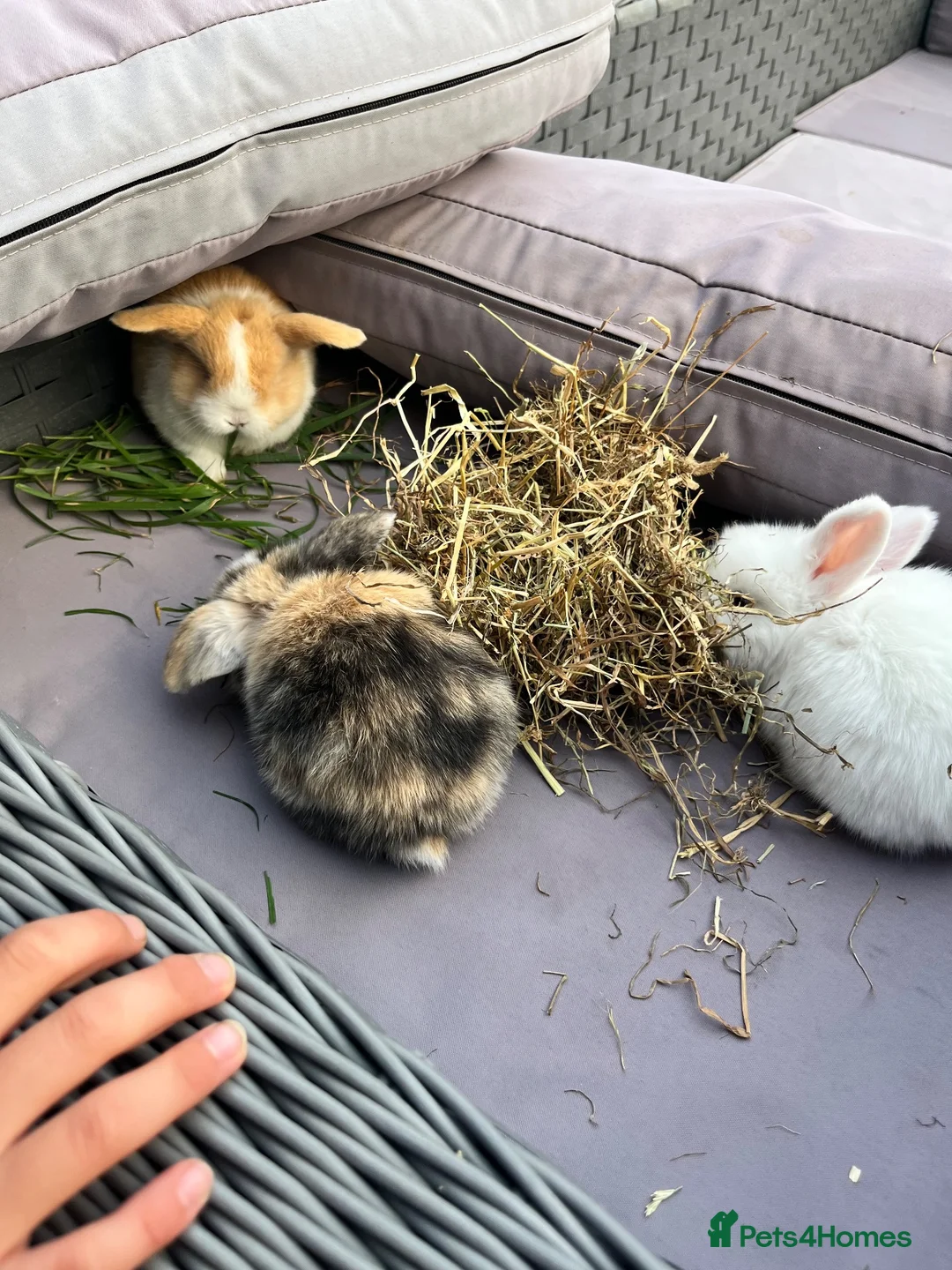 Cashmere Lop rabbits for sale: Cashmere Lops in Brentwood - Advert 2