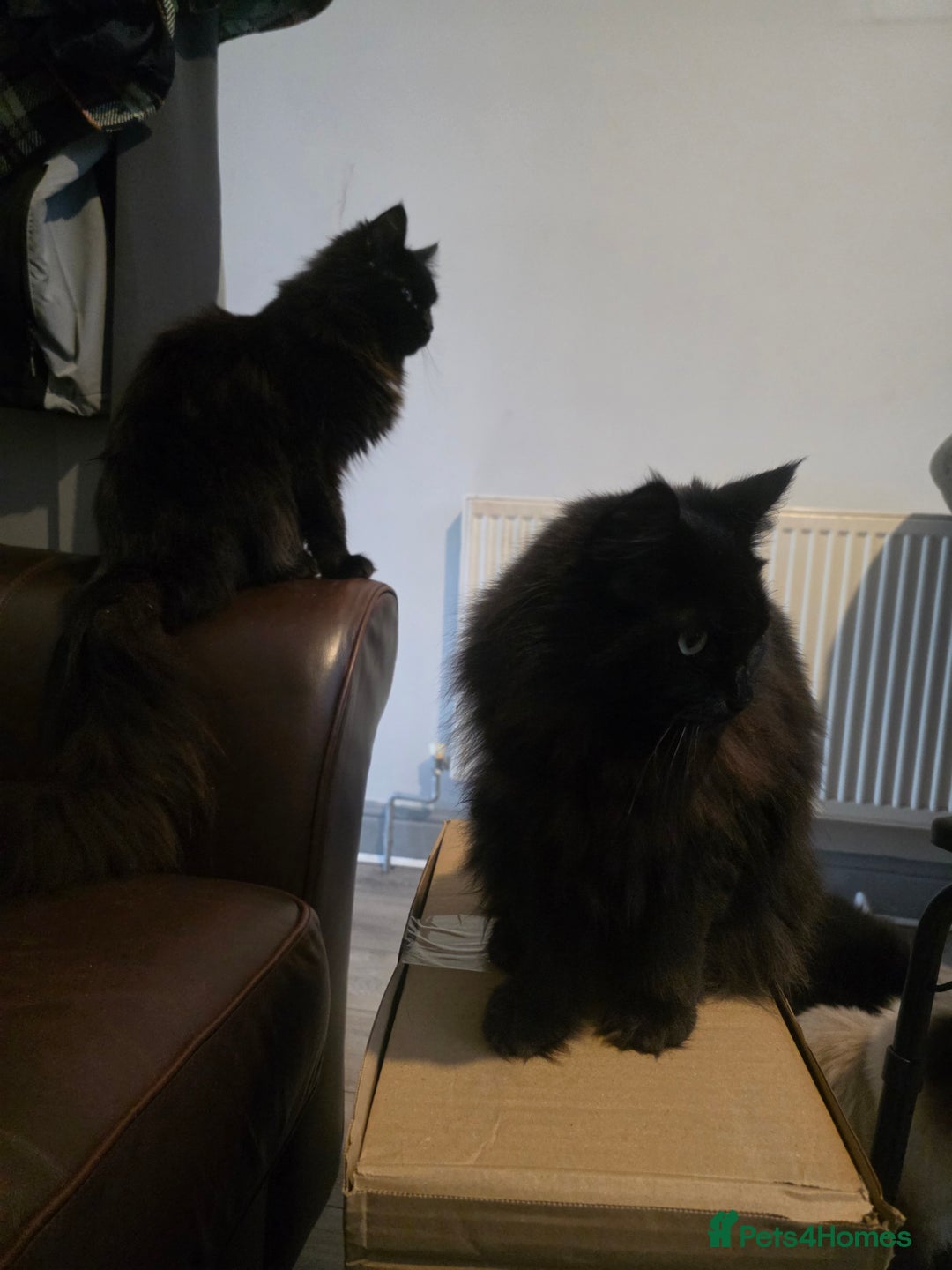 Ragdoll cats for sale: Bruther and sister all black ragdolls - Image 6