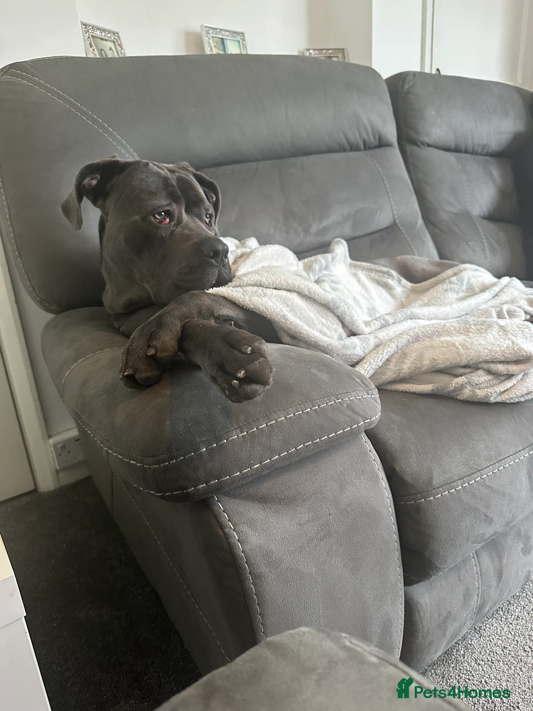 Cane Corso dogs for sale: Cane Corso Girl 1 year old  in Brentwood - Advert 3