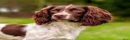 English Springer Spaniel dogs for sale: With an OFF SWITCH springers - Advert 27